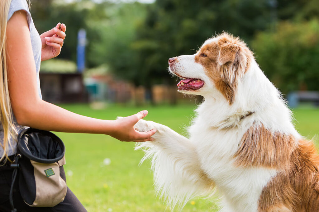 trainer-hundebetreuer-pflegestellen-1024x683 trainer-hundebetreuer-pflegestellen-1024x683